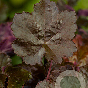 Heuchera m. 'Palace Purple' GM P9