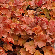 Heuchera Northern Exposure Amber GM P9