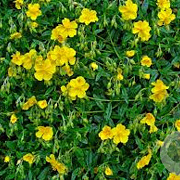 Helianthemum nummularium GM P9