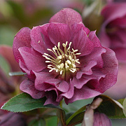 Helleborus o. 'Double Ellen Red' GM P9