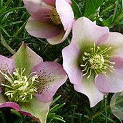Helleborus o. 'Pretty Ellen Pink' GM P9 BIO