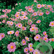 Helianthemum 'Rhodanthe Carneum' GM P9