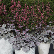 Heuchera 'Silver Gumdrop' GM P9