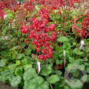 Heuchera sang. 'Ruby Bells' GM P9