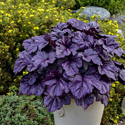 Heuchera 'Wildberry' GM P9