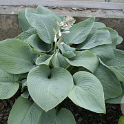Hosta 'Blue Mammoth' GM P9