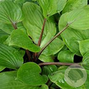 Hosta 'Purple Heart' GM P9 BIO