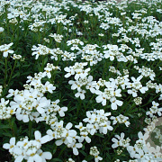 Iberis semp. 'Zwergschneeflocke' GM P9