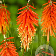 Kniphofia 'Nancy Red' GM P9