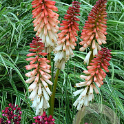 Kniphofia 'Orange Vanilla Popsicle' GM P9
