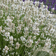 Lavandula ang. 'Nana Alba' GM P9