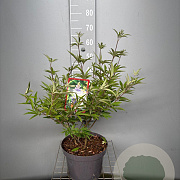Vitex agnus-castus latifolia 60-80 cm 7,5L