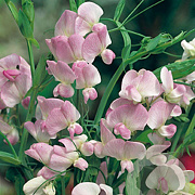 Lathyrus latifolius 'Pink Pearl' GM P9