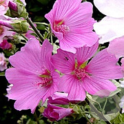 Lavatera 'Rosea' GM P9