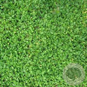 Leptinella dioica 'Minima' GM P9