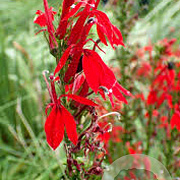 Lobelia cardinalis GM P9