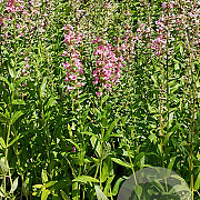 Lythrum sal. 'Pink Blush' GM P9