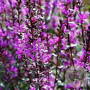 Lythrum sal. 'Zigeunerblut' GM P9