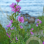 Malva sylvestris GM P9