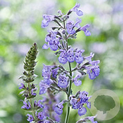 Nepeta racemosa GM P9 BIO