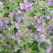 Nepeta racemosa 'Grog' GM P9