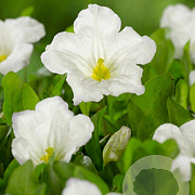 Nierembergia repens GM P9