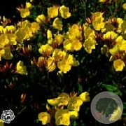 Oenothera fr. 'Sonnenwende' GM P9