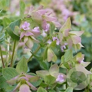 Origanum 'Dingle Fairy' GM P9