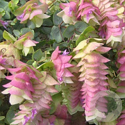 Origanum rot. 'Kent Beauty' GM P9
