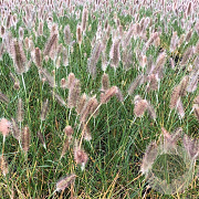 Pennisetum al. 'Cassian' GM P9