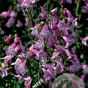 Penstemon 'Alice Hindley' GM P9
