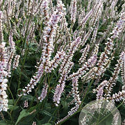 Persicaria a. 'JS Misty Morning' GM P9
