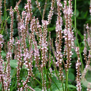 Persicaria a. 'Pink Mist' GM P9