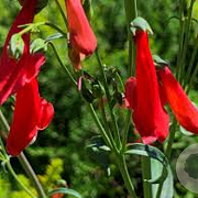 Penstemon b. 'Coccineus' GM P9