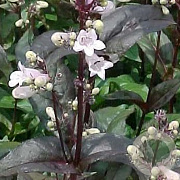 Penstemon digit. 'Husker Red' GM P9