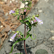 Penstemon hirsutus 'Pygmaeus' GM P9