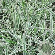 Phalaris arund. 'Dwarf Garters' GM P9