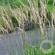 Phalaris arundinacea GM P9