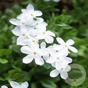 Phlox stolon. 'Alba' GM P9