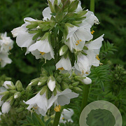 Polemonium caer. 'Album' GM P9