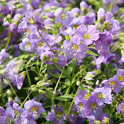 Polemonium caer. 'Lambrook Mauve' GM P9