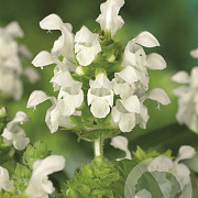 Prunella grand. 'Alba' GM P9