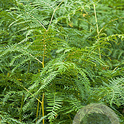 Pteridium aquilinum GM P9