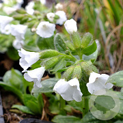 Pulmonaria 'Ice Ballet' GM P9