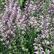 Salvia 'Eveline' GM P9