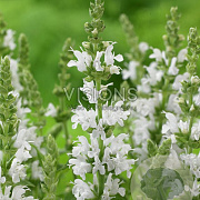 Salvia nem. Sensation White GM P9