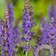 Salvia nem. 'Blauhügel' GM P9