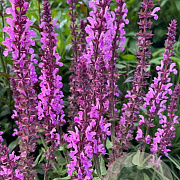 Salvia n. 'Katsjing' GM P9