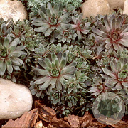 Sempervivum 'Purple Beauty' GM P9