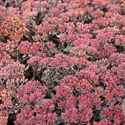 Sedum 'Red Sparkle' GM P9